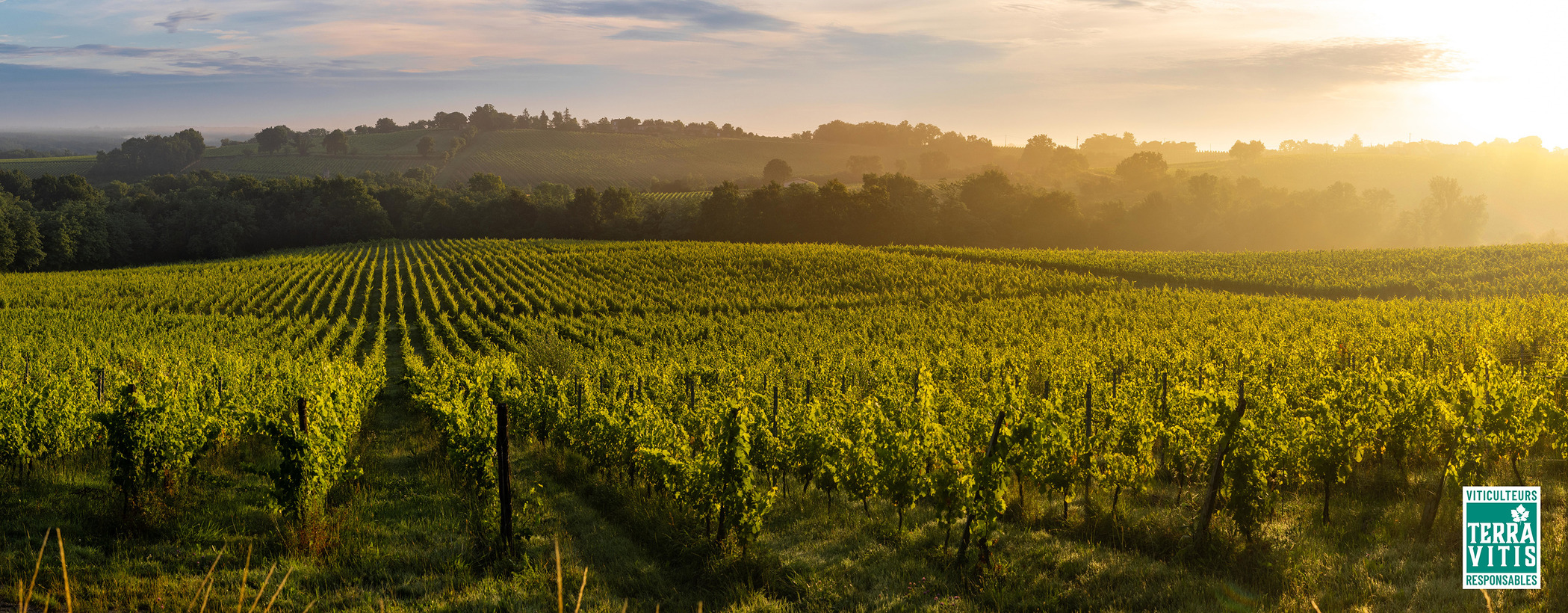 vignoble Terra Vitis